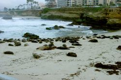 find an agent in la jolla, sell your la jolla property, la jolla homes for sale.